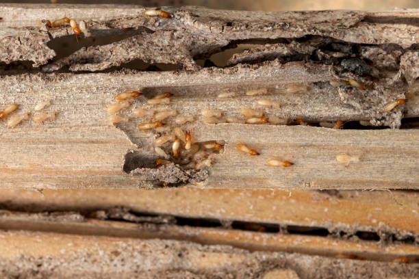 Best Commercial Pest Control Services  in Winona, MN